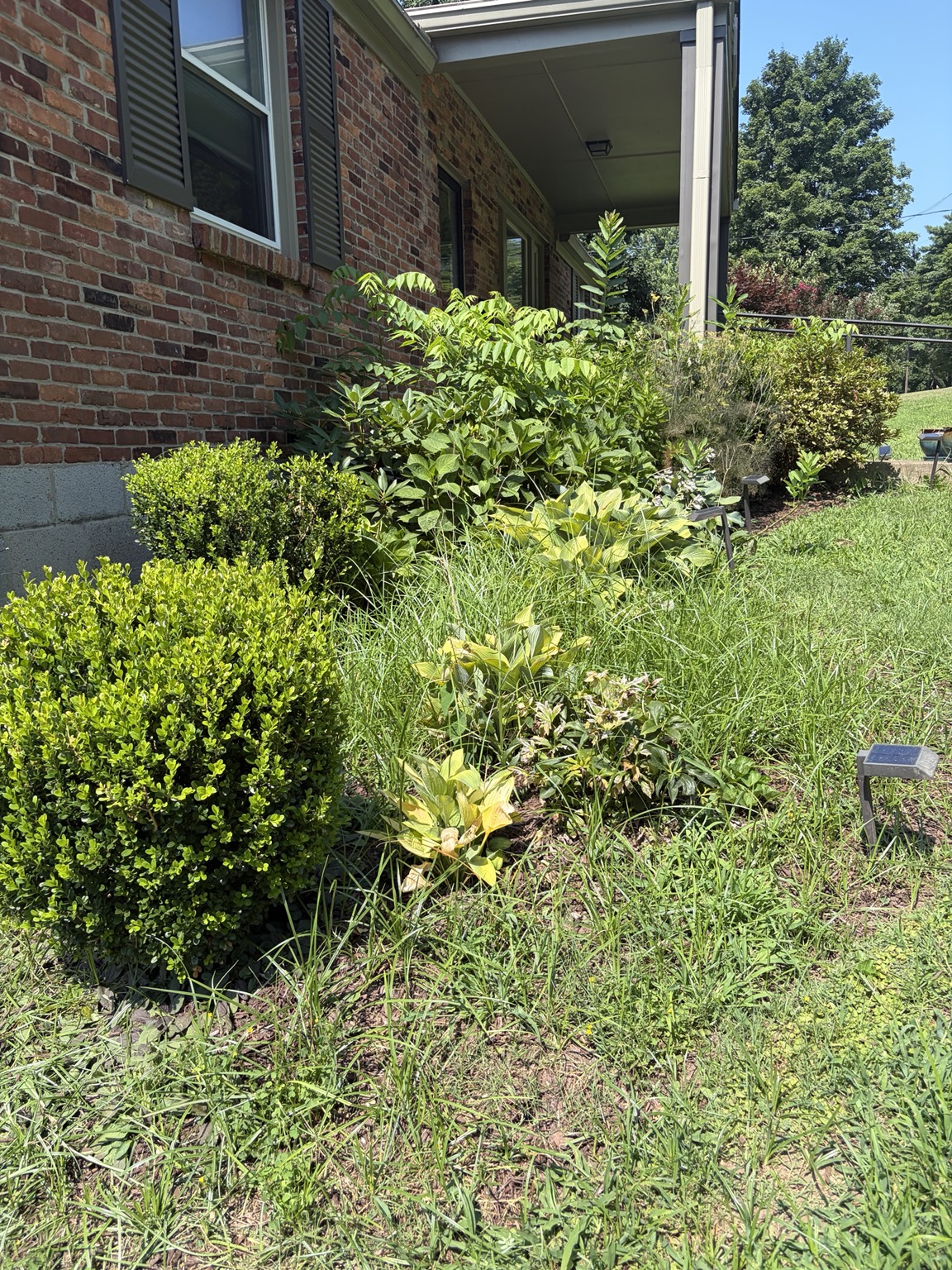 Overgrown planting bed before yard cleanup